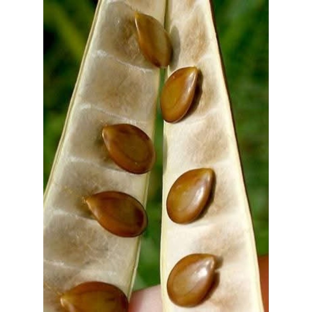 Shop ipil ipil for Sale on Shopee Philippines
