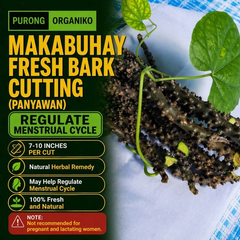 MAKABUHAY/PANYAWAN BARKS CUTTINGS 7-10 INCHES (FRESH) | Shopee Philippines