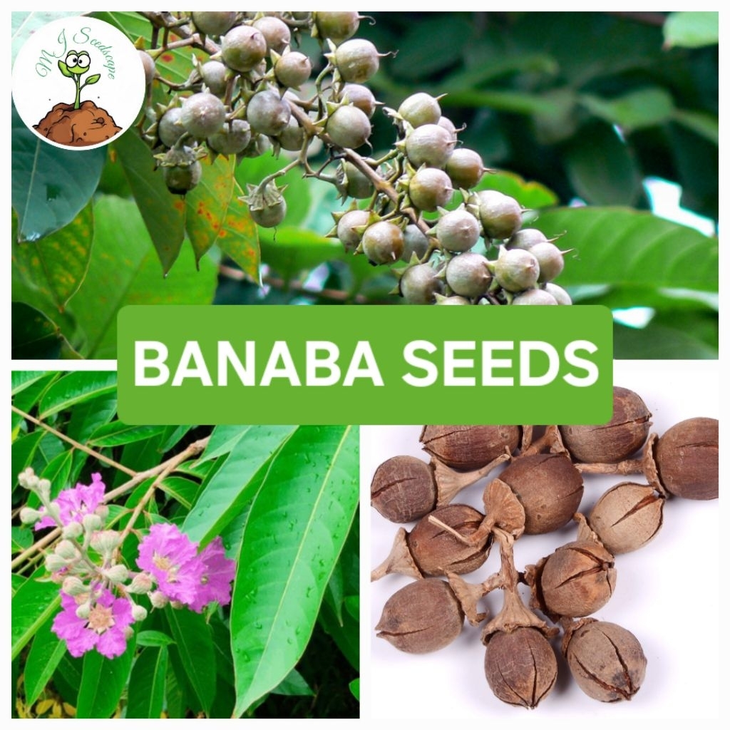 Shop banaba tree for Sale on Shopee Philippines