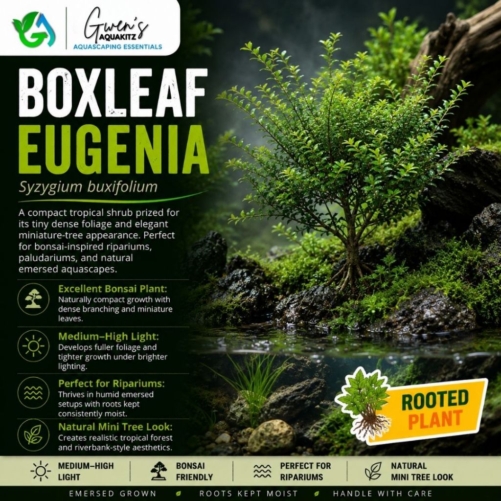 BOXLEAF EUGENIA Syzygium buxifolium Rooted Plant | Riparium Terrarium ...