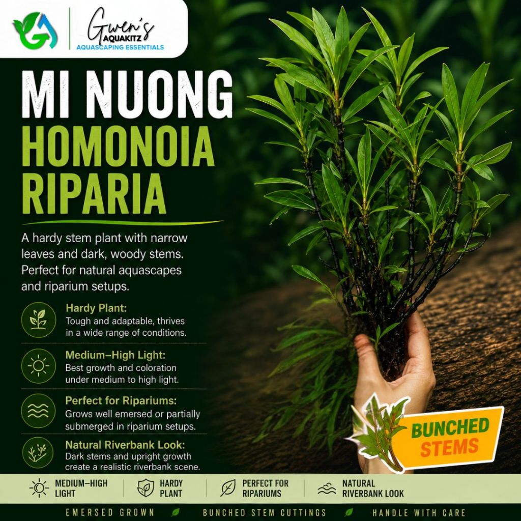 Mi Nuong / Homonoia Riparia - Riparium Aquatic Plant for Paludarium and ...