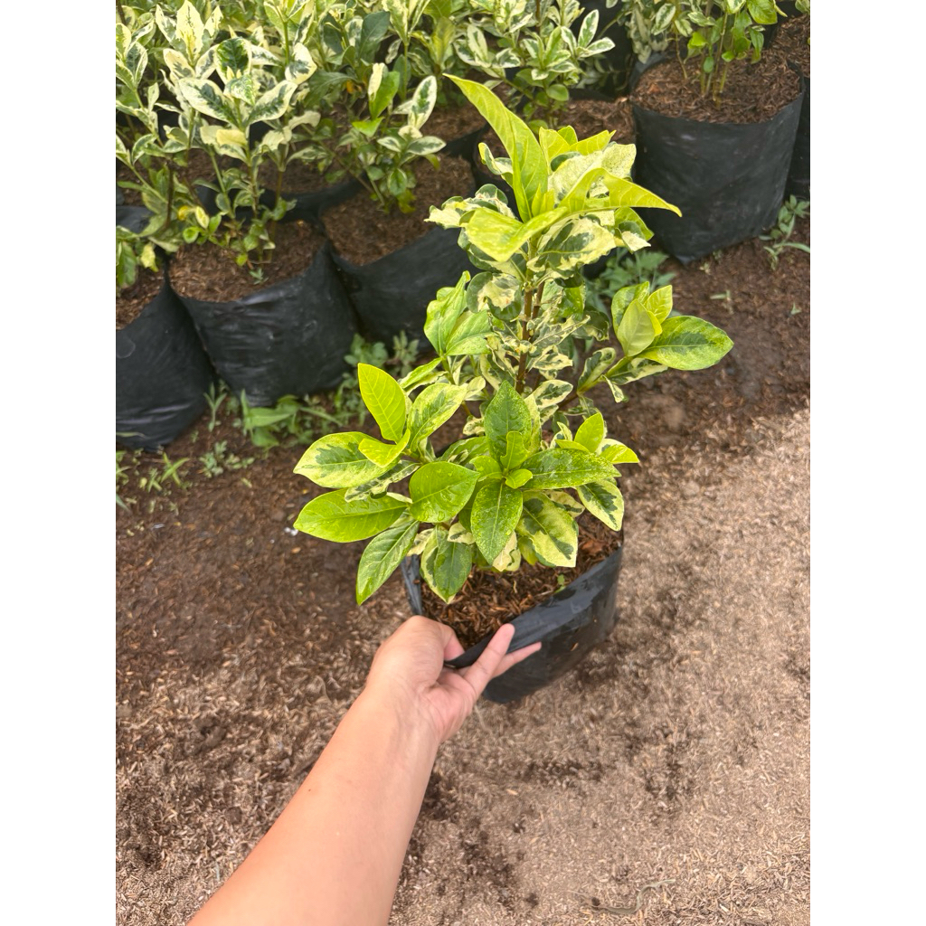 Shop rosal for Sale on Shopee Philippines