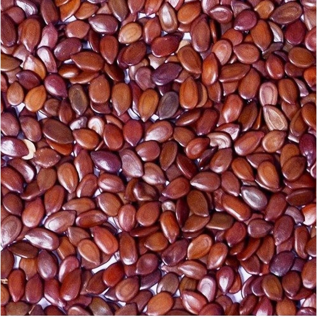 Shop ipil ipil for Sale on Shopee Philippines