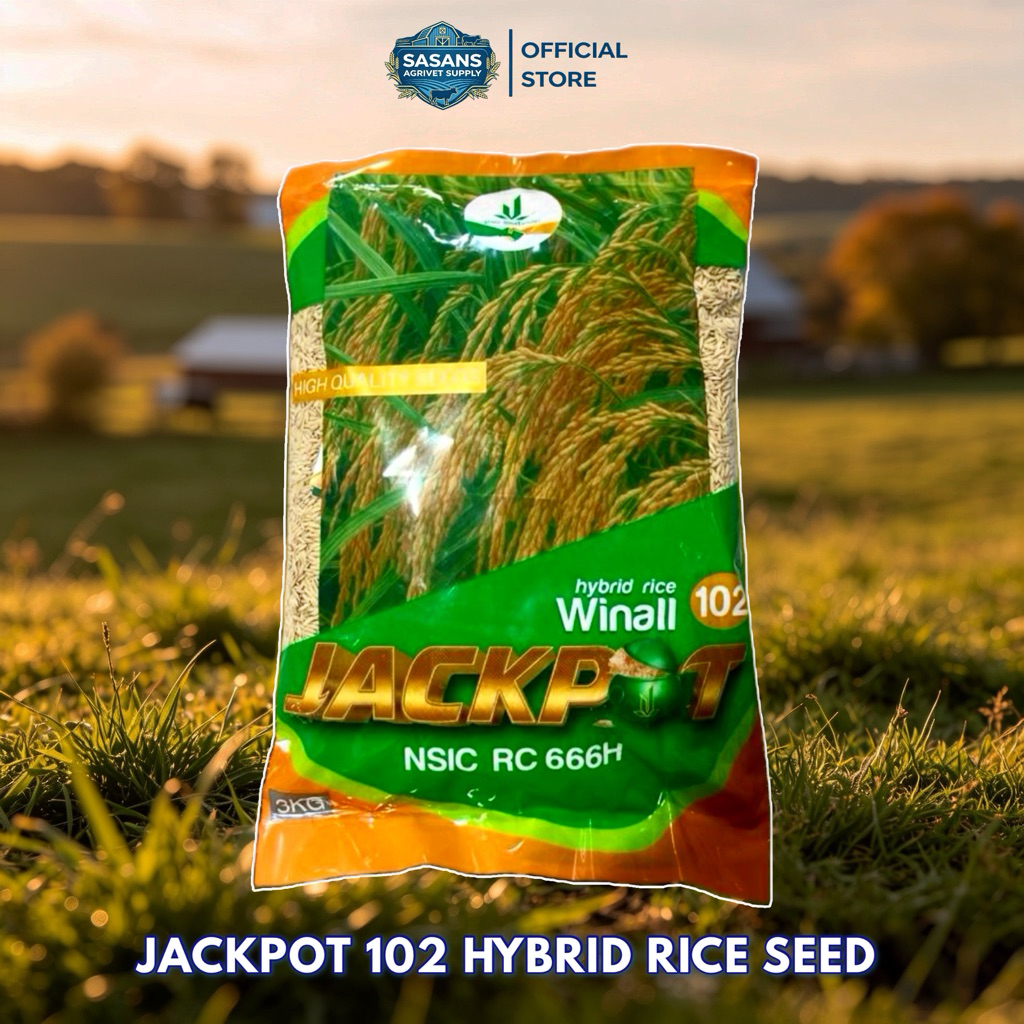 JACKPOT 102 HYBRID RICE SEEDS (3 kls) | Shopee Philippines