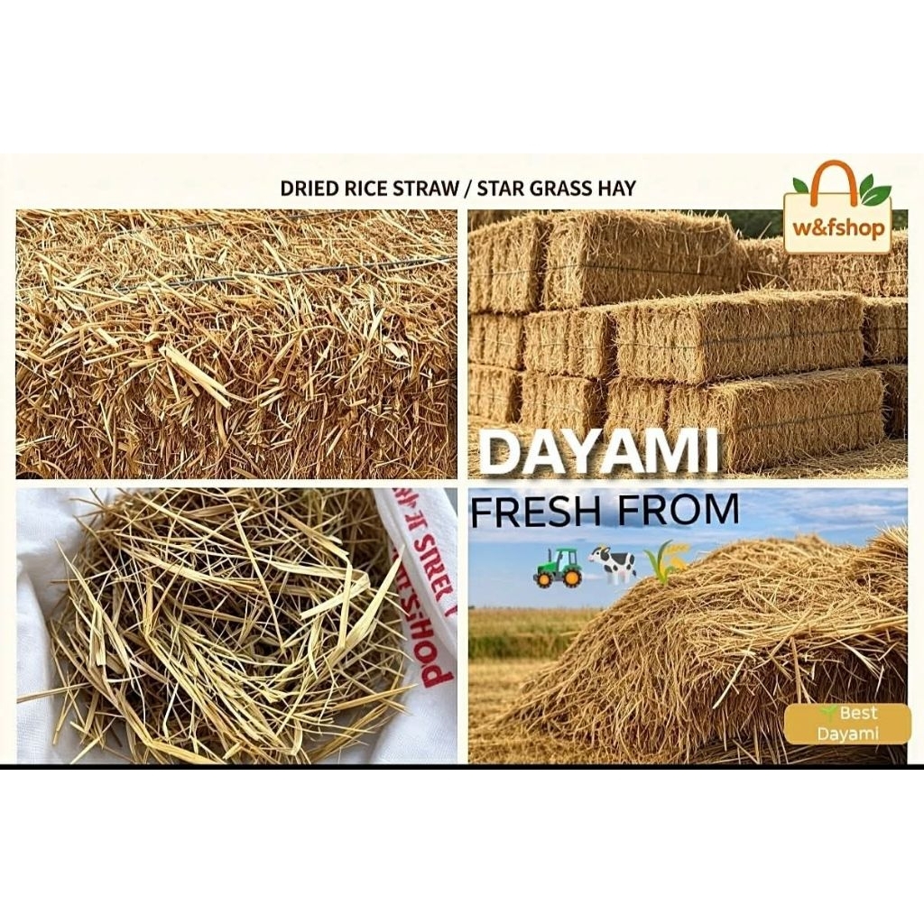 Shop dayami for Sale on Shopee Philippines