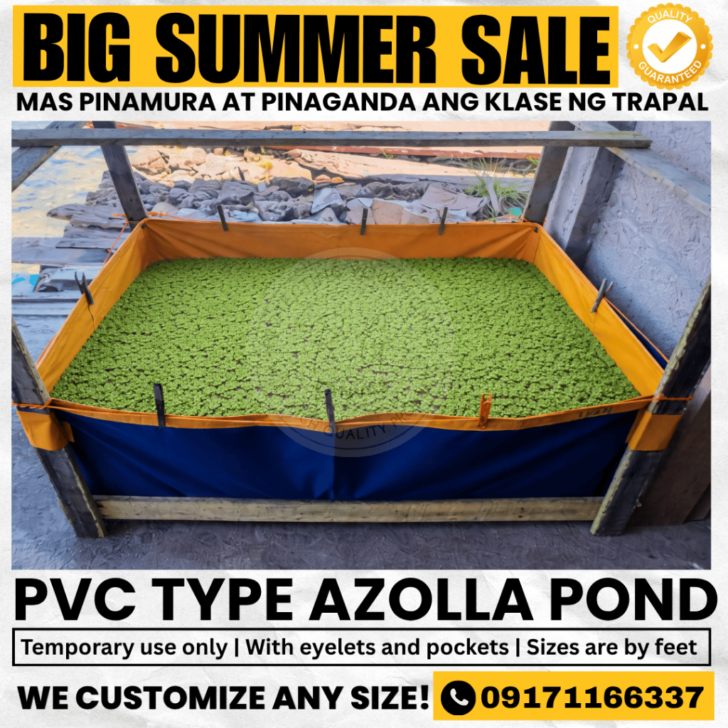 AZOLLA TRAPOND CRAY FISH POND KOI AZOLLA BED LONA TRAPAL TOLDA POND ...