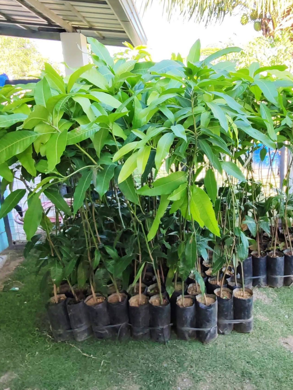 MANGO SWEET CATIMON Live Seedlings 24 to 30 inches tall | Shopee ...
