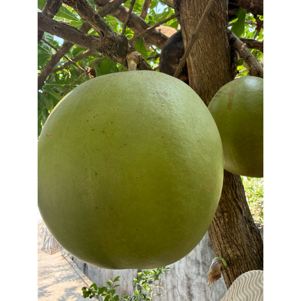 MIRACLE FRUITS / CALABASH - Fruits / Bunga 5-10 kilos Available ...