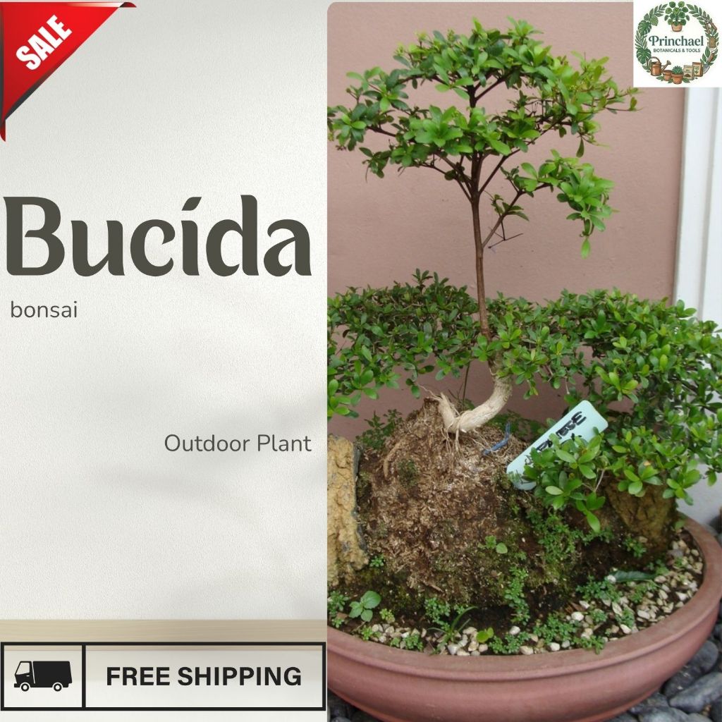 Live Bucida Plant Ornamental Landscape Tree Bonsai Shade Plant Indoor ...