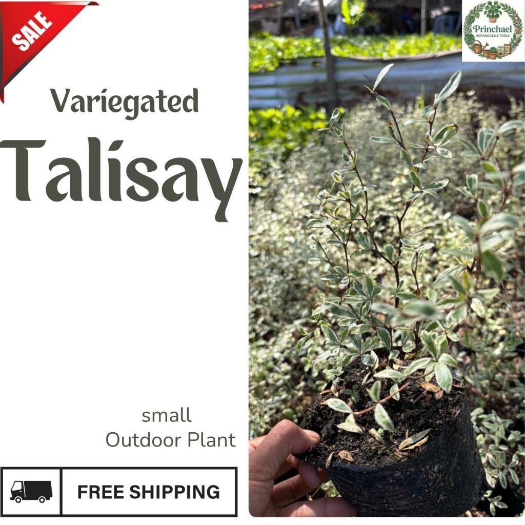 Variegated Talisay Plant – Live Tropical Ornamental Shade Tree for ...