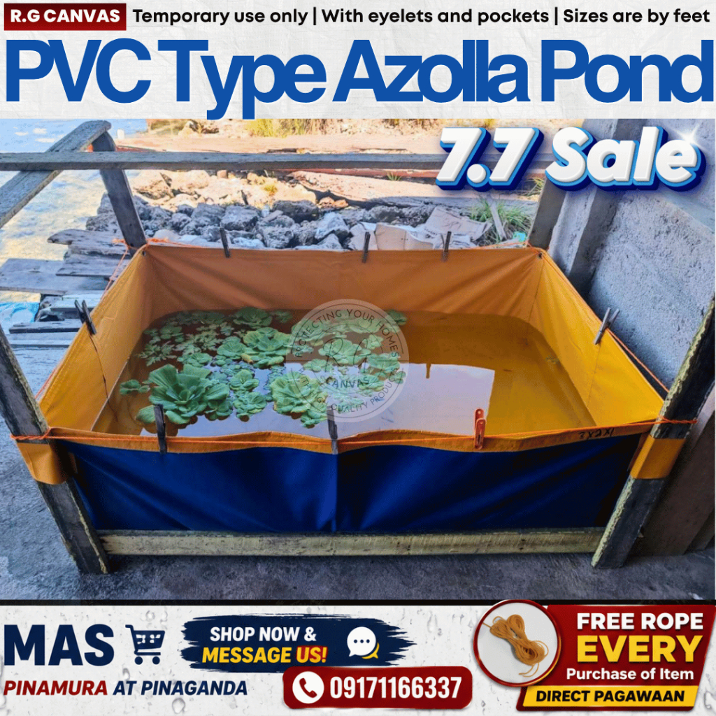 AZOLLA TRAPOND AZOLLA BED LONA TRAPAL TOLDA POND AZOLLABED TEMPORARY ...