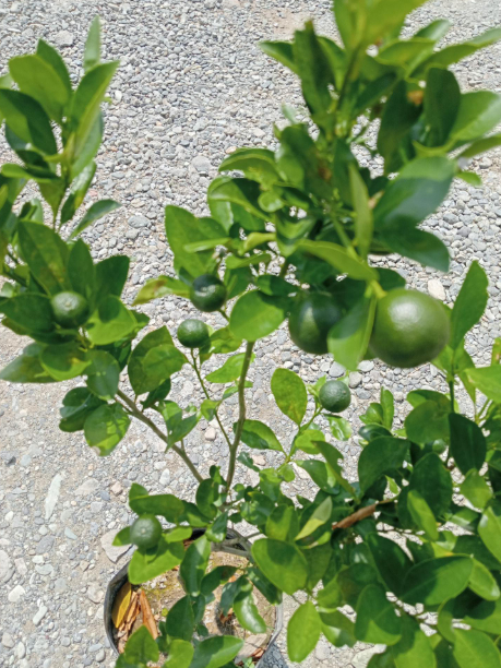 Calamondin Lime / Philippine Lime / Calamansi Seedlings | Shopee ...