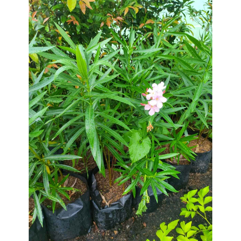 Shop adelfa for Sale on Shopee Philippines