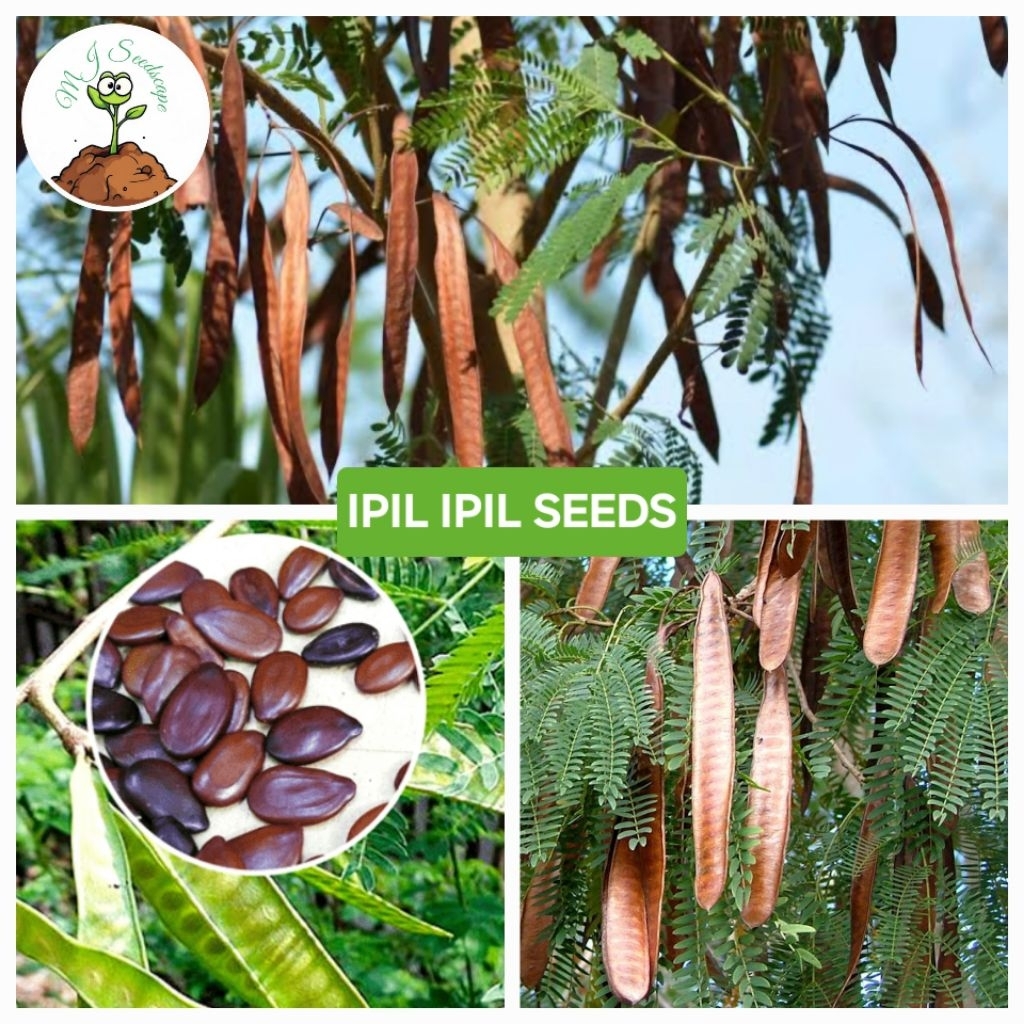 Shop ipil ipil for Sale on Shopee Philippines