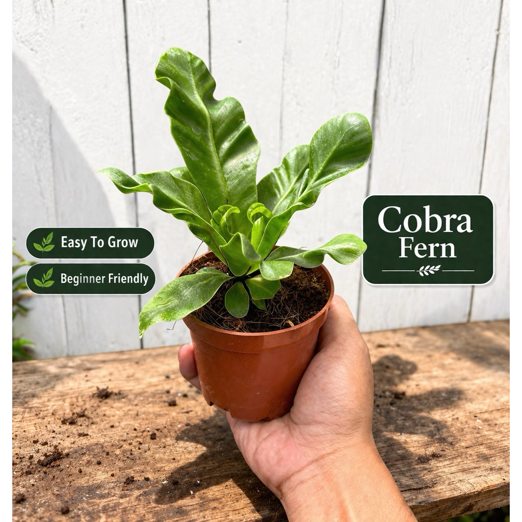 𝗖𝗼𝗯𝗿𝗮 𝗙𝗲𝗿𝗻 𝗥𝟯𝗔𝗟 𝗣𝗹𝗮𝗻𝘁 𝗜𝗻𝗱𝗼𝗼𝗿 & 𝗢𝘂𝘁𝗱𝗼𝗼𝗿 (𝗕𝗨𝗬𝟰+𝟭𝗙𝗥𝗘𝗘) 𝗪𝗶𝘁𝗵 𝗙𝗥𝗘𝗘 𝗣𝗹𝗮𝘀𝘁𝗶𝗰 ...