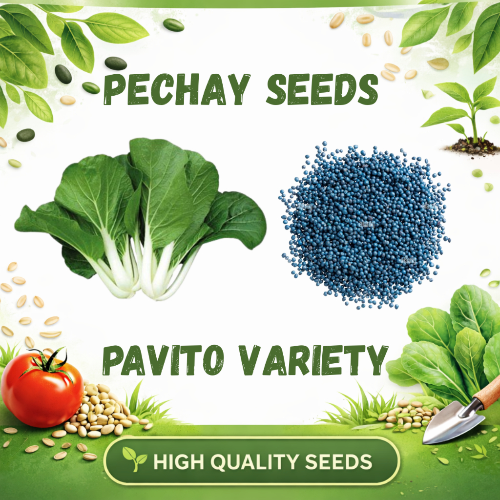 PECHAY seeds green leaves( Pavito) | Shopee Philippines