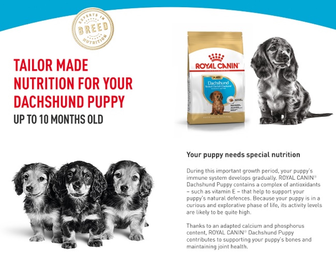 Royal canin dachshund puppy sales