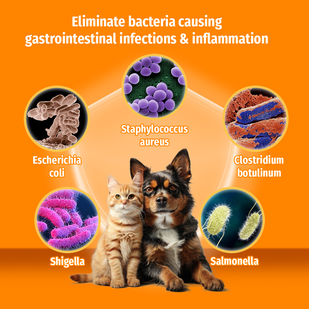 Curated visual reference: Visual Reference: Cassiel Pet Anti Diarrheal Syrup Oral Suspension For Vomiting Bloody