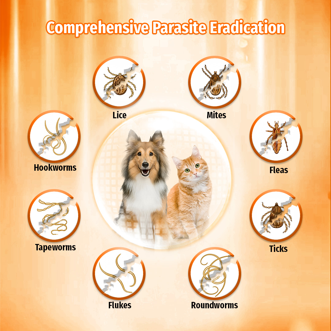 Cassiel Pet Fipronil Dewormer Anti Tick And Flea Spot Treatment Anti ...