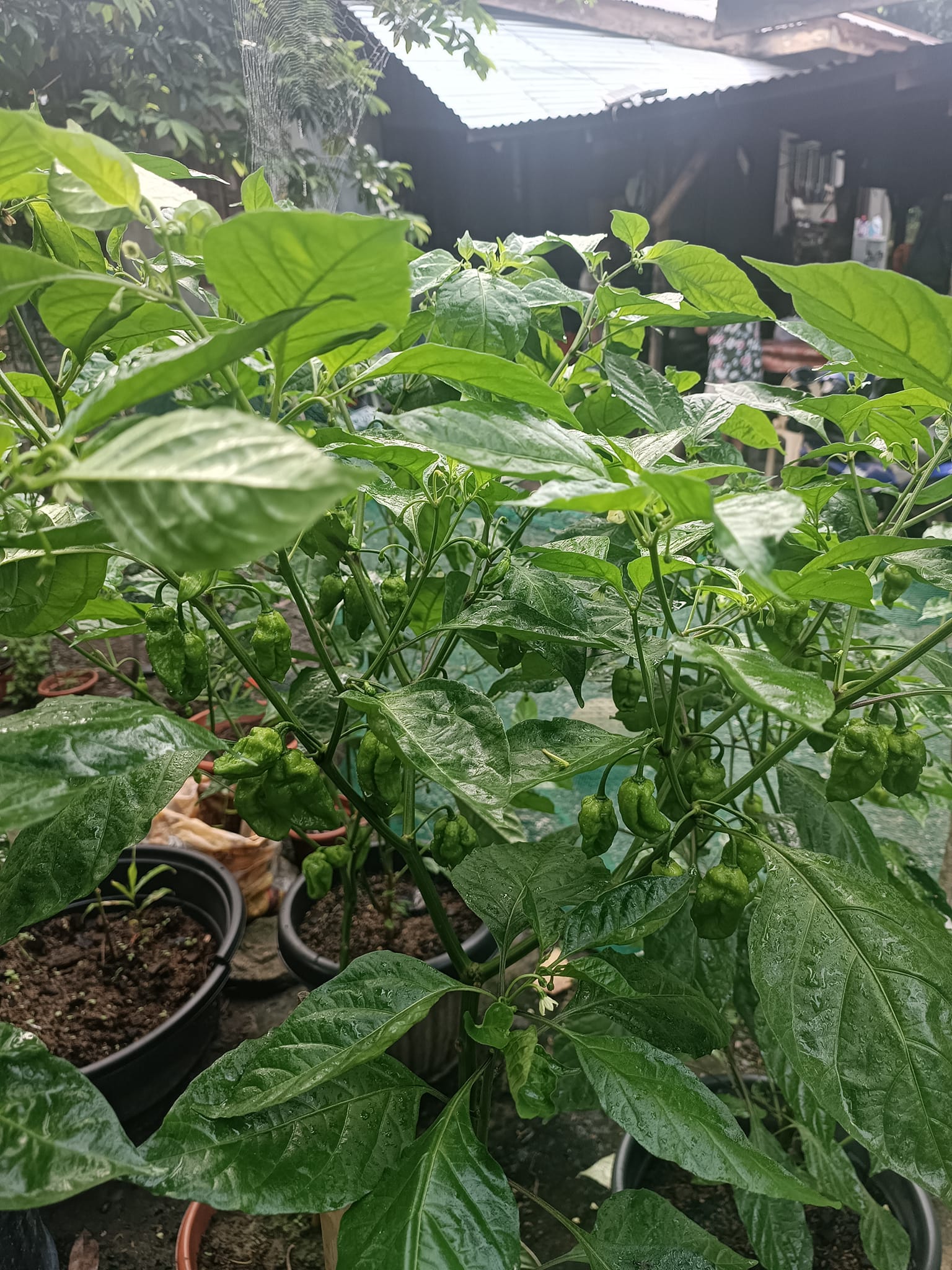 Siling Demonyo Seeds – Super Anghang Marusot Sili 50 Buto | Chili Seed ...