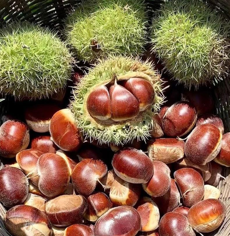 Red chestnut, chestnut, grafted seedlings, real cup seedlings | Shopee ...