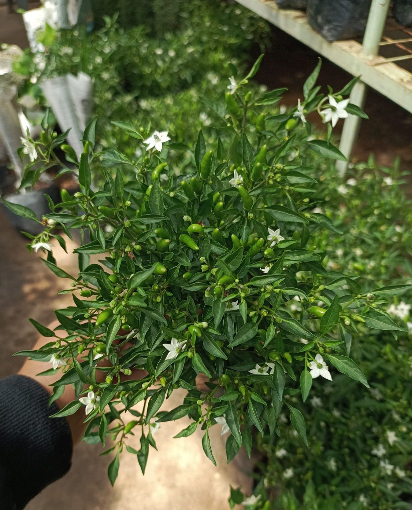 BUY1 TAKE1 SILING LABUYO LIVE PLANT 'Native Sili' (not seeds) with FREE ...