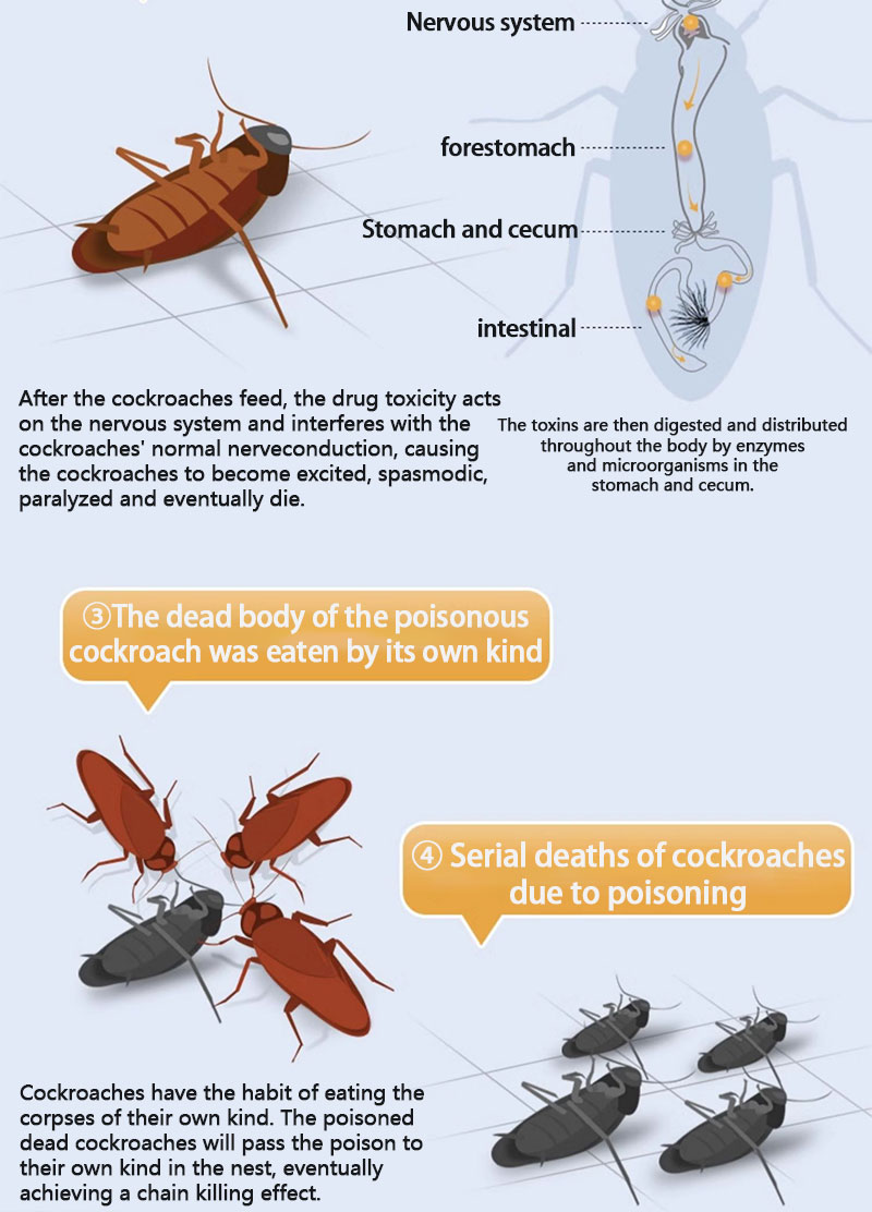 10 years without cockroaches ANKYO Cockroach killer Cockroach gel ...