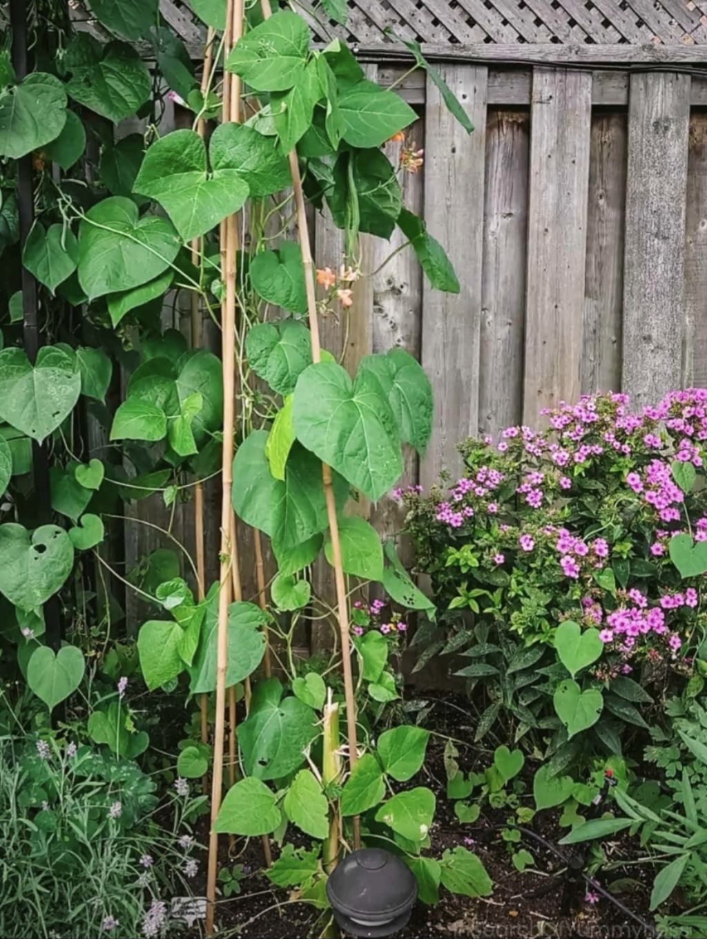 BAGUIO BEANS 15g RAMGO SEEDS SNAP BEANS HOME & FARM GARDENING GULAY ...