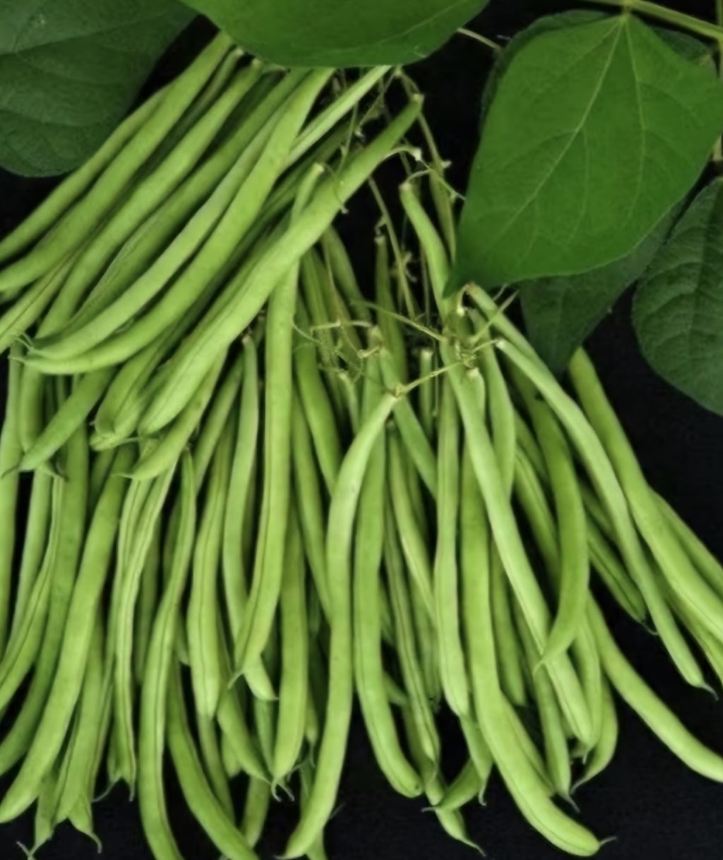 BAGUIO BEANS 15g RAMGO SEEDS SNAP BEANS HOME & FARM GARDENING GULAY ...