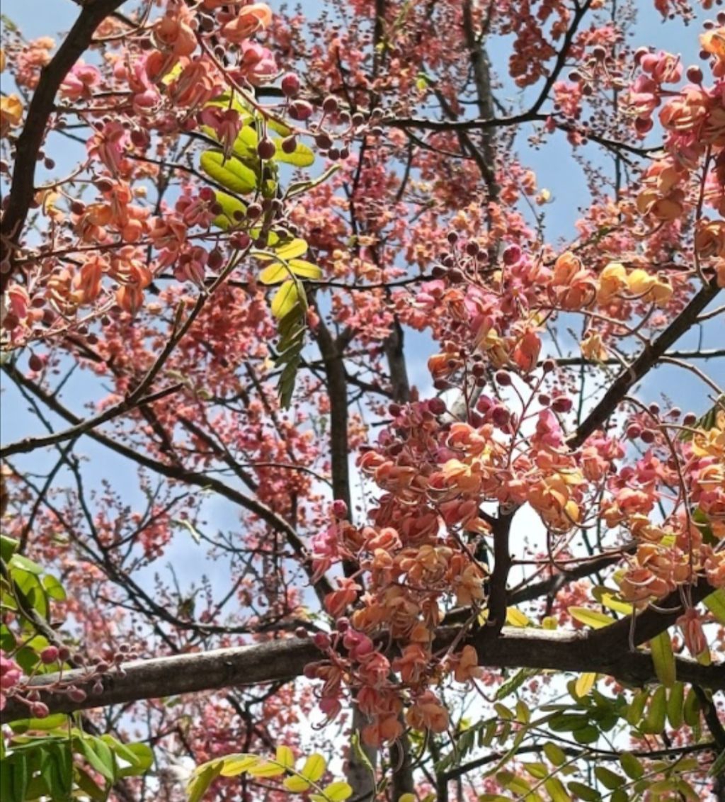 Palawan cherry blossom/live seedling | Shopee Philippines