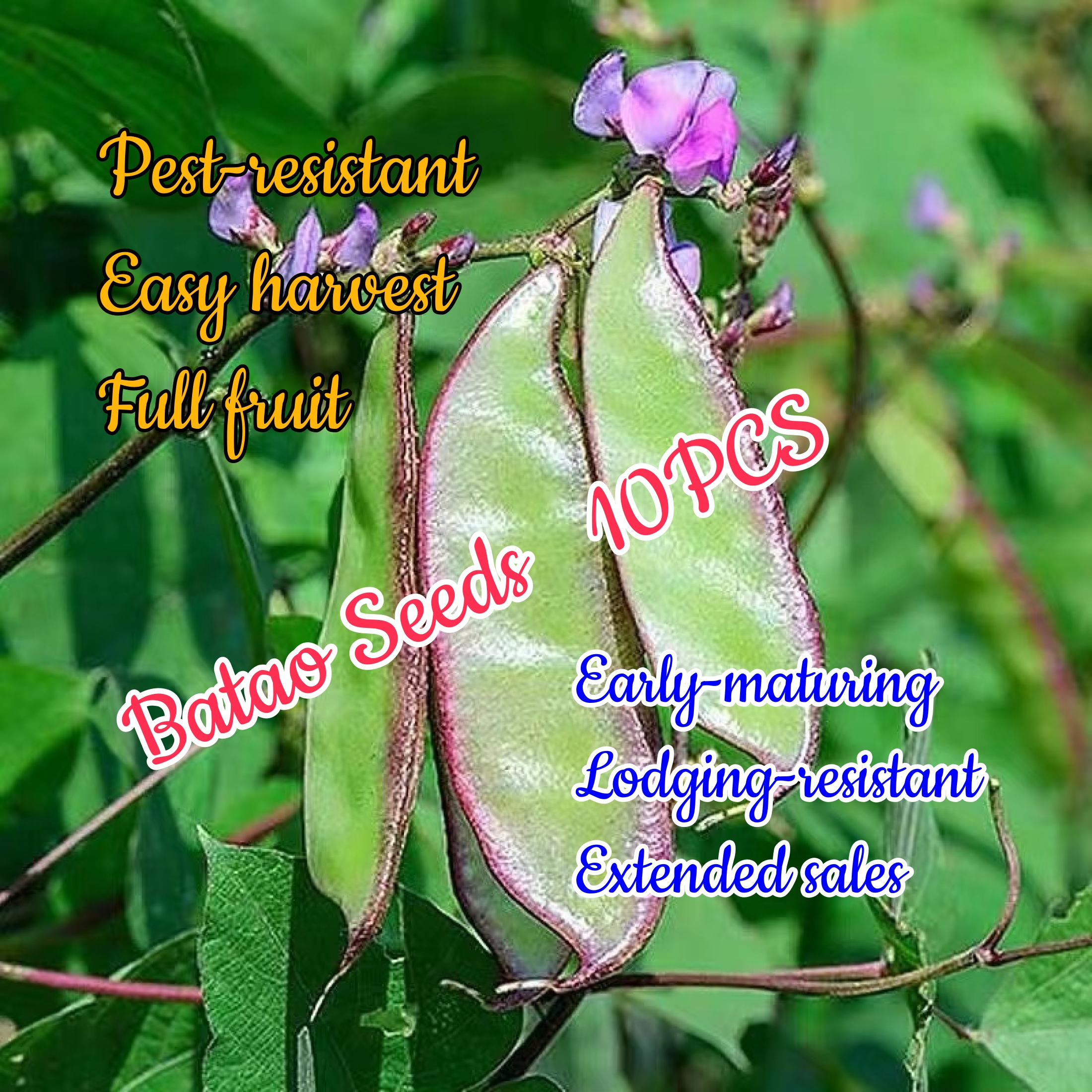 10pcs Batao Seeds - Bataw Hyacinth Bean - Lablab Seeds For Planting ...