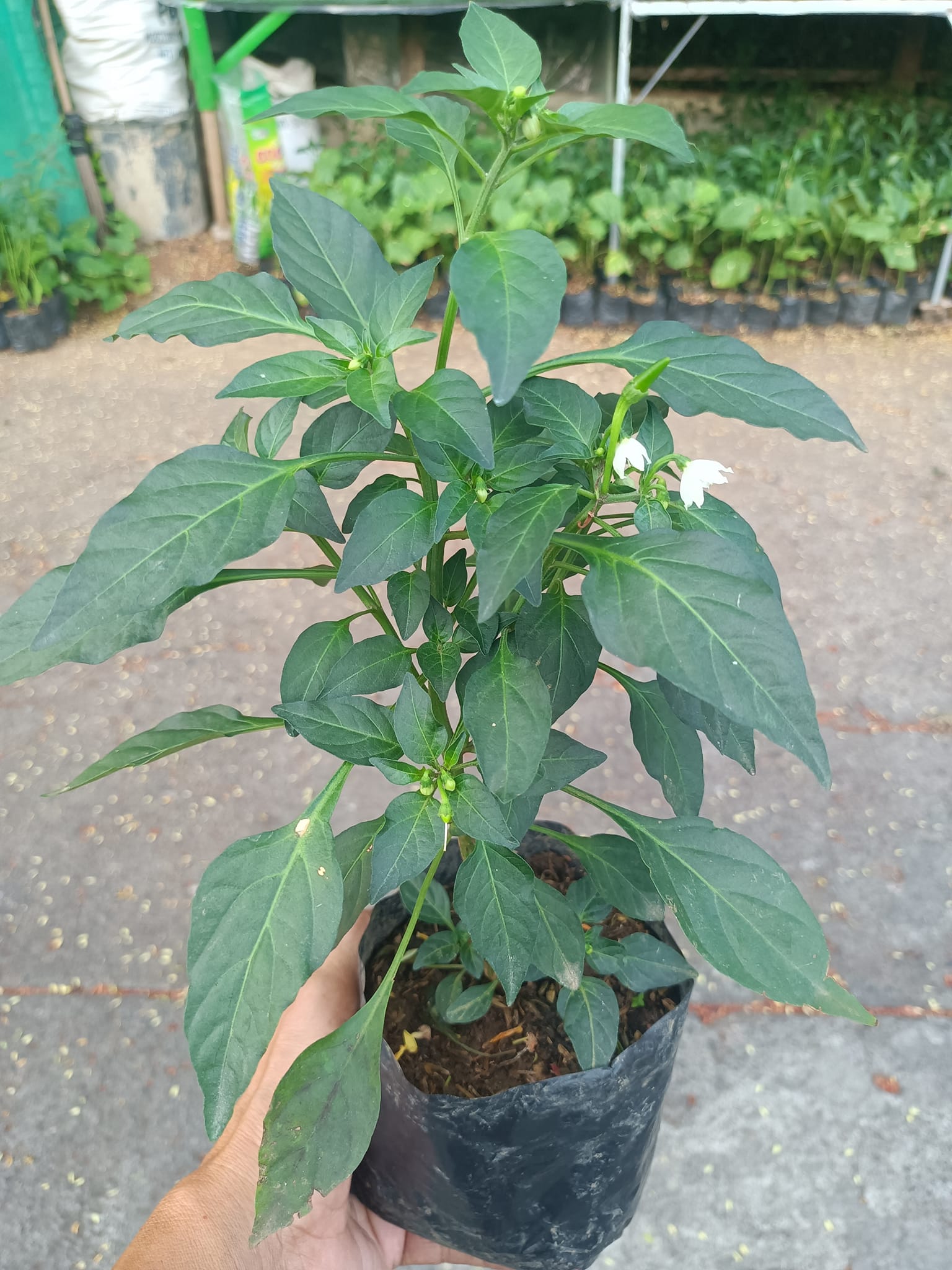 BUY1 TAKE1 SILING LABUYO LIVE PLANT 'Native Sili' (not seeds) with FREE ...
