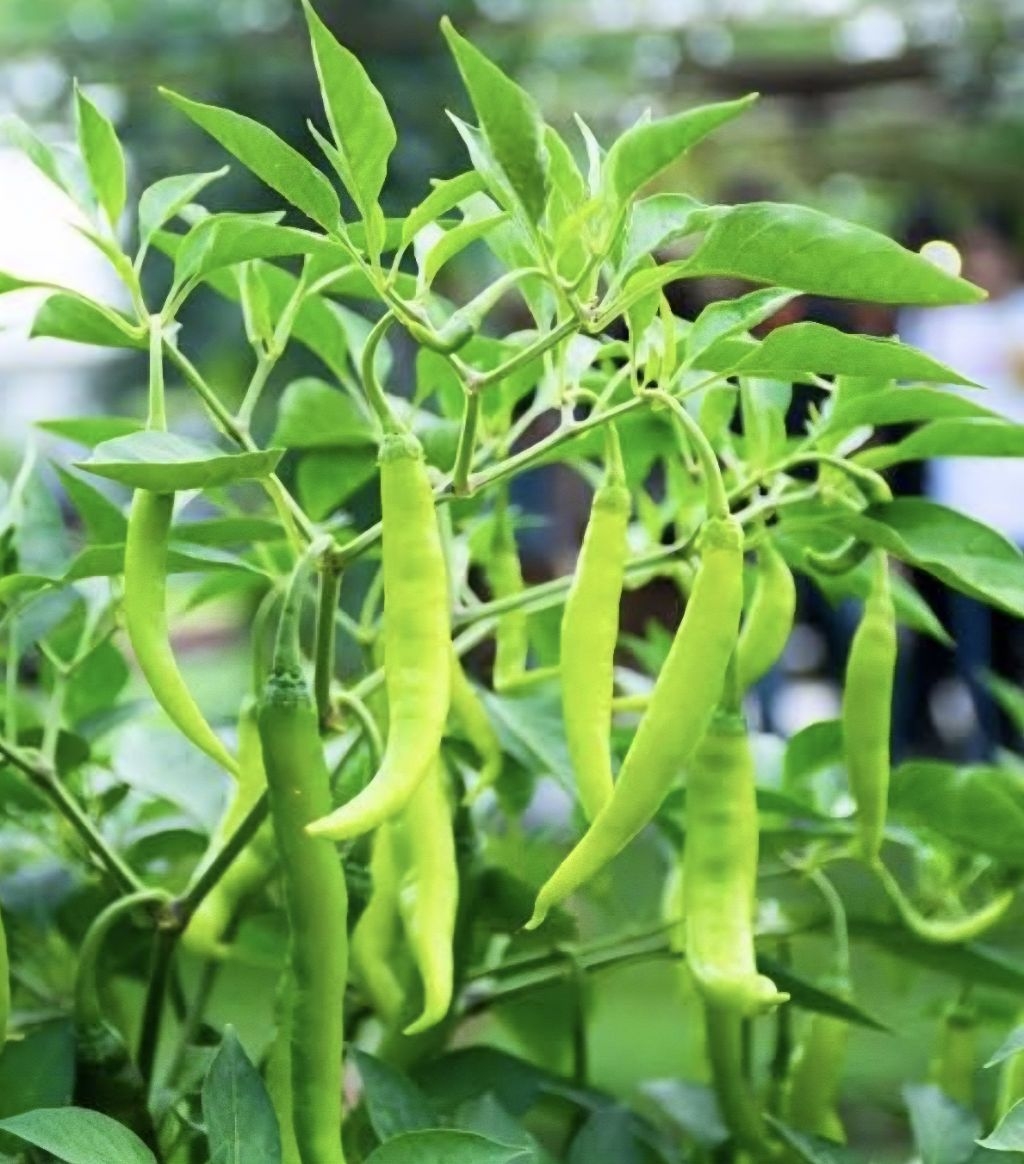 SILING HABA 0.5g PANIGANG BEST F1 CONDOR SEED HYBRID PEPPER GREENLONG ...