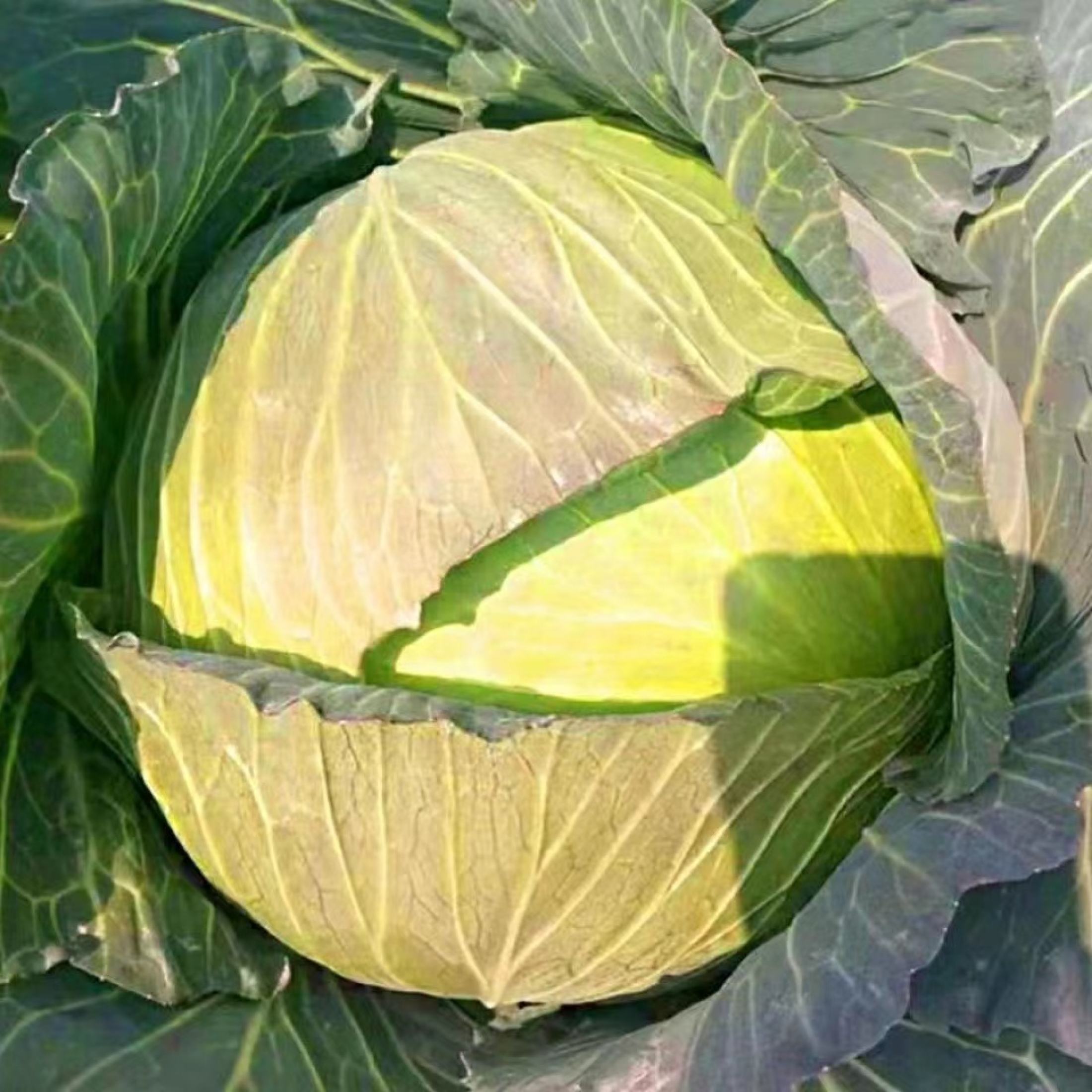 REPOLYO / CABBAGE SEEDS -（100seeds）HYBRID/HIGH YIELD/EASY TO GROW ...