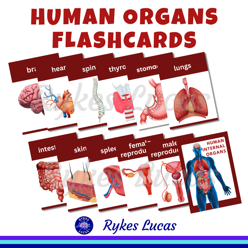 HUMAN ANATOMY INTERNAL ORGANS LAMINATED KIDS EDUCATIONAL FLASHCARDS ...