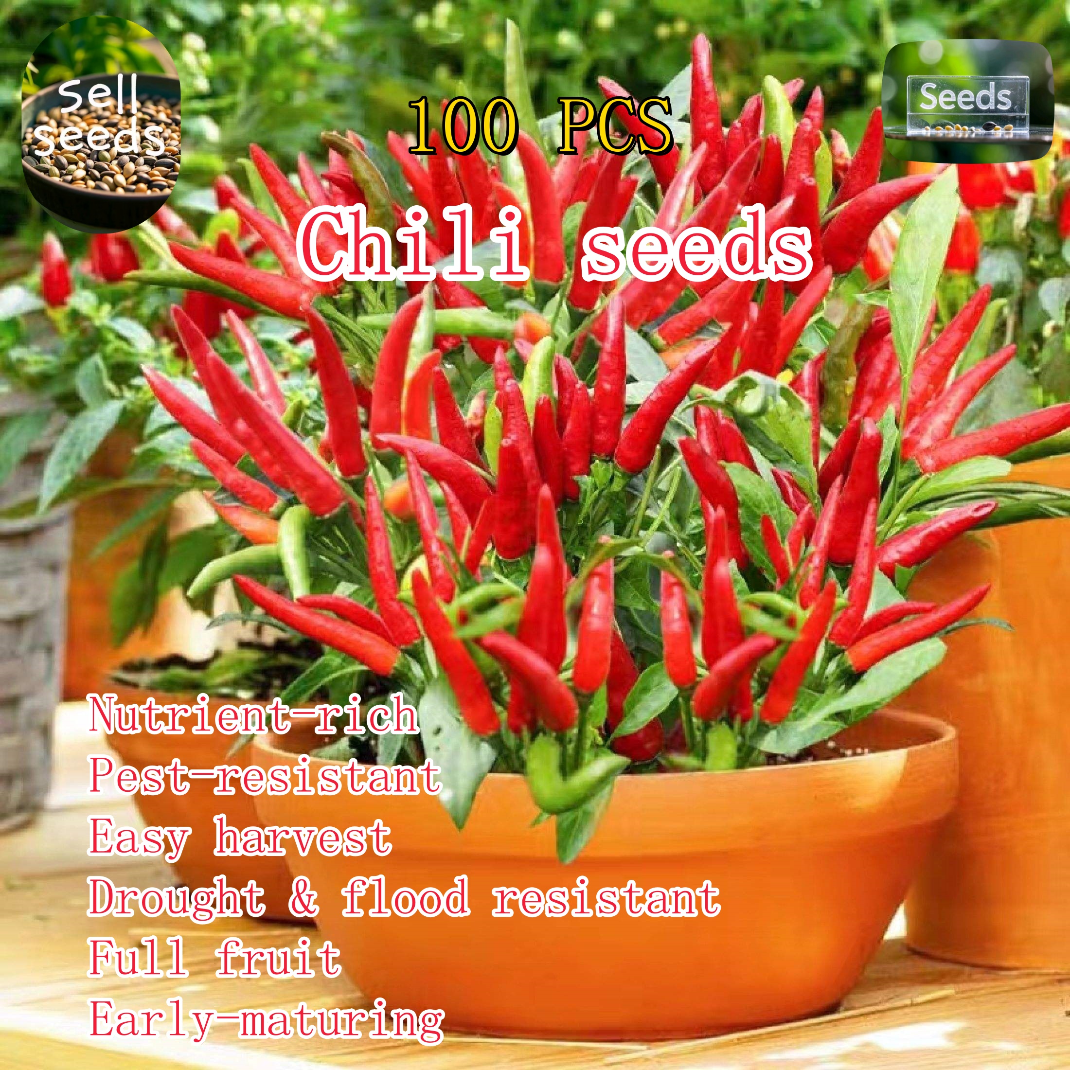 100seeds Siling Labuyo Hybrid-Hot Pepper Taiwan Chili / Siling Taiwan ...