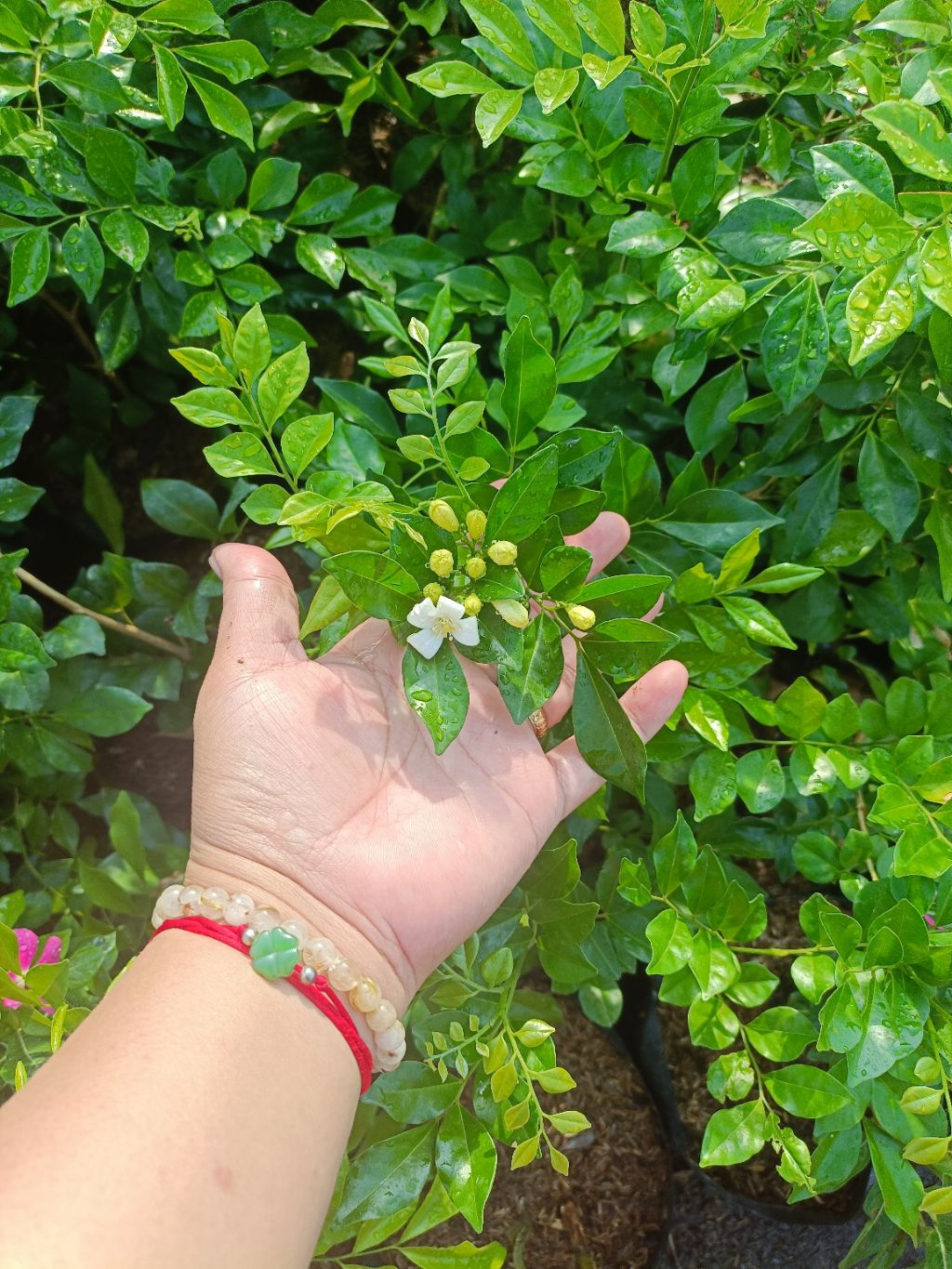 KAMUNING PLANT (Orange Jasmine) - Sweet Smelling Fragrant Flowers ...
