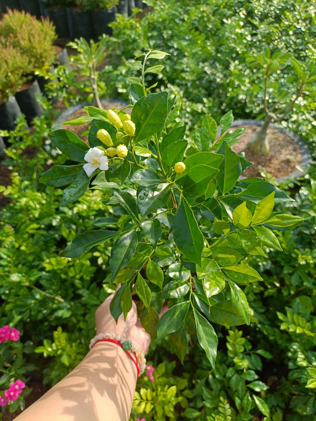 KAMUNING PLANT (Orange Jasmine) - Sweet Smelling Fragrant Flowers ...