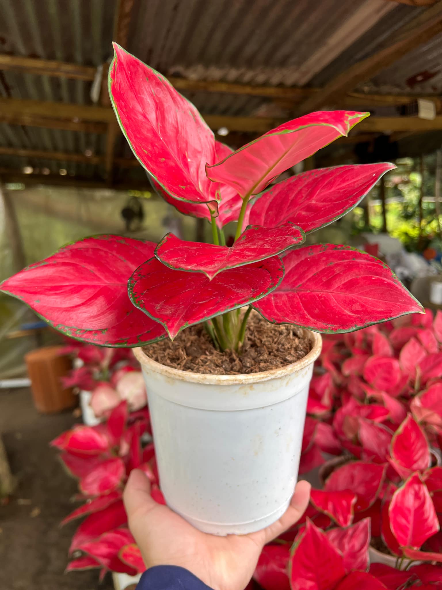 Aglaonema 'Fuji Red' Plant for Indoor and Outdoor Plant includes