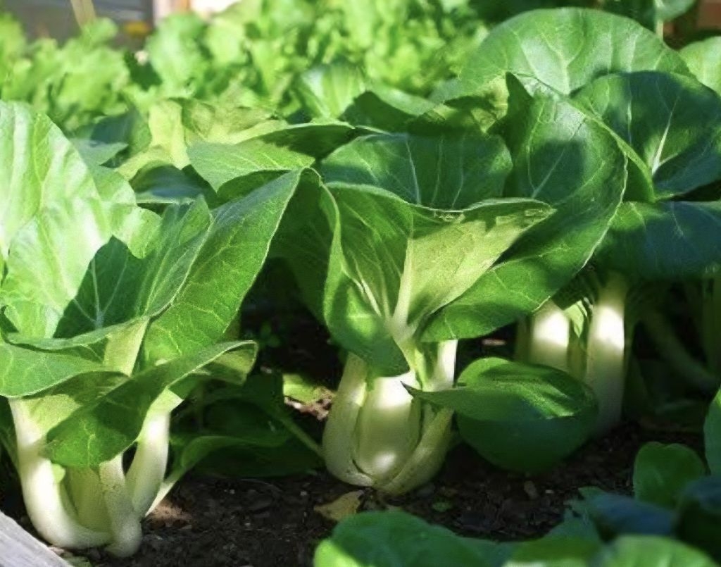 PECHAY BLACK BEHI (4,400 SEEDS) 10g KANEKO SEEDS HOME GARDENING FARM ...