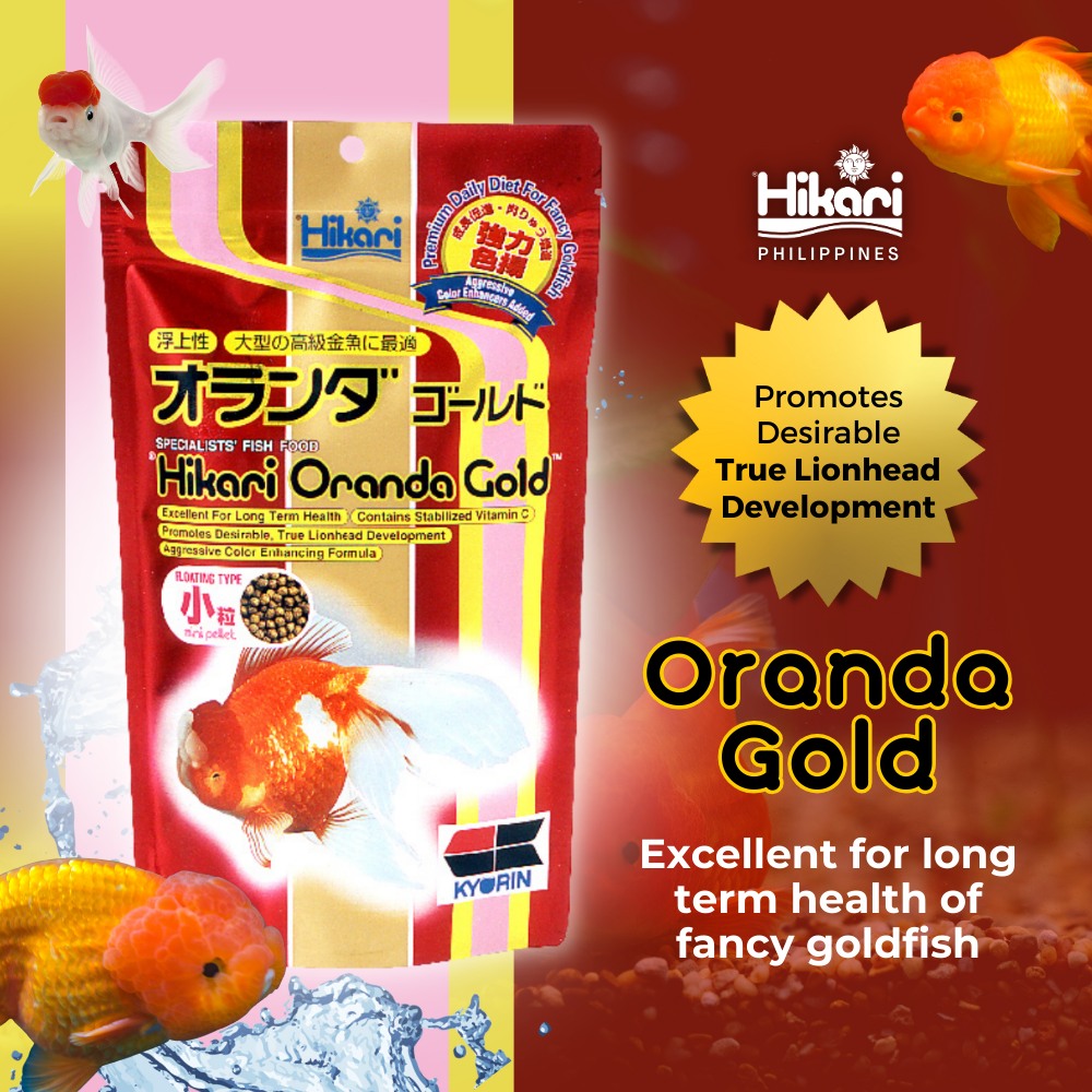 Hikari Oranda Gold Mini Floating 300g | Shopee Philippines
