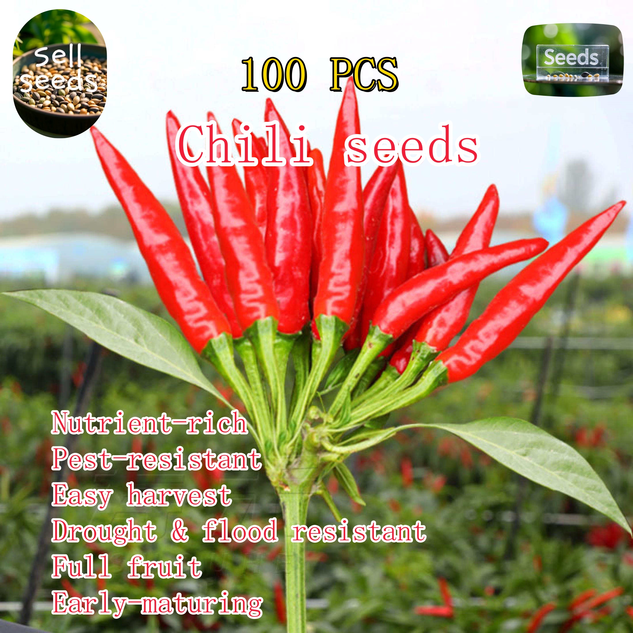 100seeds Siling Labuyo Hybrid-Hot Pepper Taiwan Chili / Siling Taiwan ...