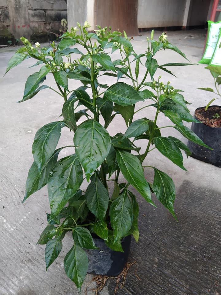 BUY1 TAKE1 SILING LABUYO LIVE PLANT 'Native Sili' (not seeds) with FREE ...