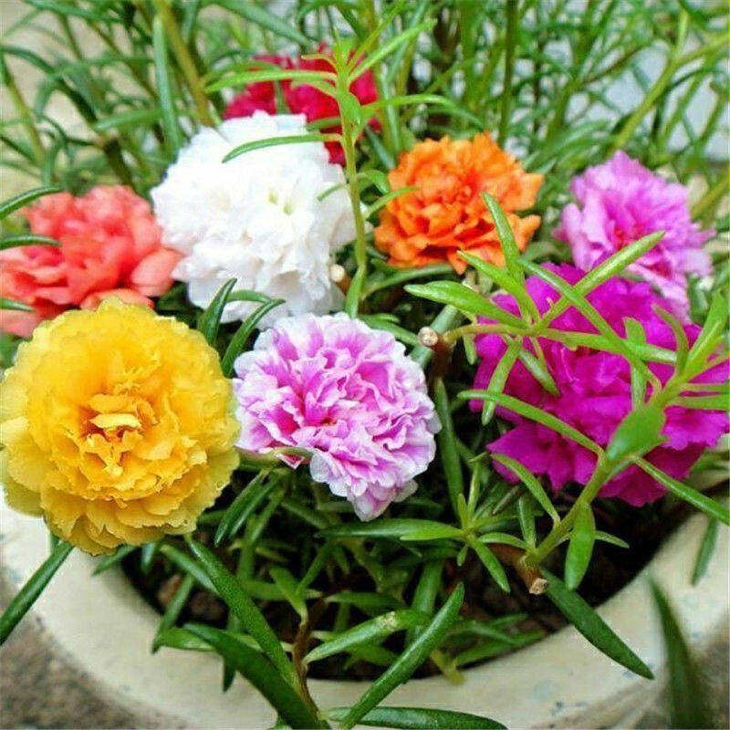 Graines De Pourpier à Fleurs Doubles (Portulaca) - 120 Graines, Taux Germination 95% - Pour Balcon, Intérieur, Bonsaï