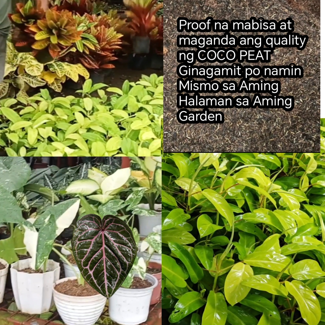 1kilos Coco peat Raw 1 pouch | Shopee Philippines