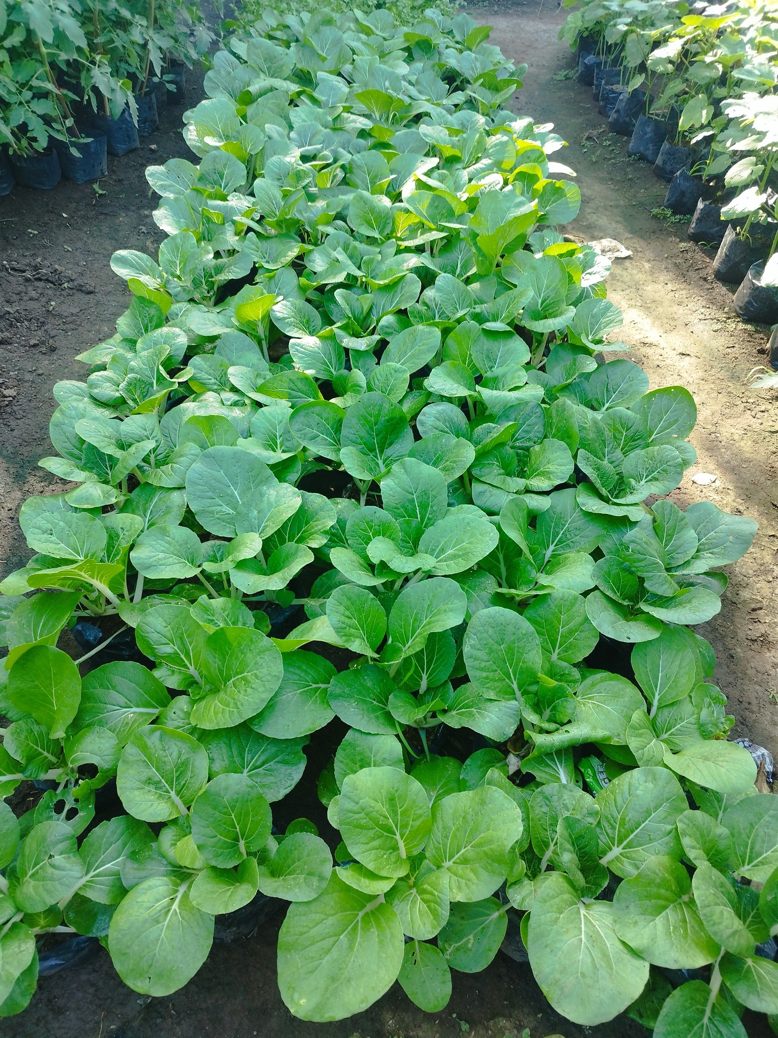 BUY 1 GET 1 FREE PECHAY LIVE PLANT (NOT Seeds) with FREE garden soil ...