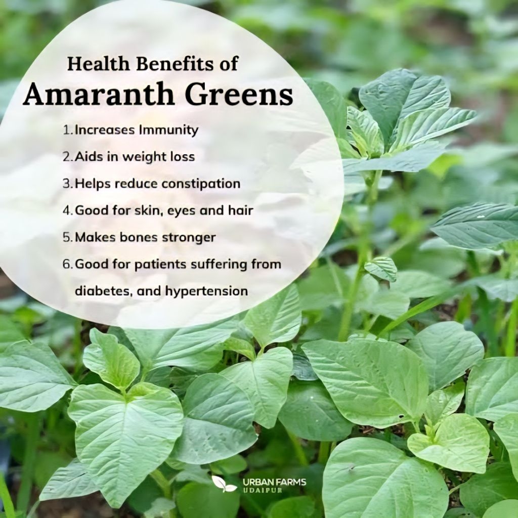 Green Amaranth Kulitis / Local Spinach Vegetable Pack - Condor Quality ...