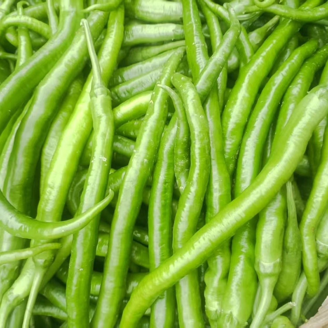 SILI PANIGANG / (100seed) Siling Haba / Green Super Long Chilli Seed ...