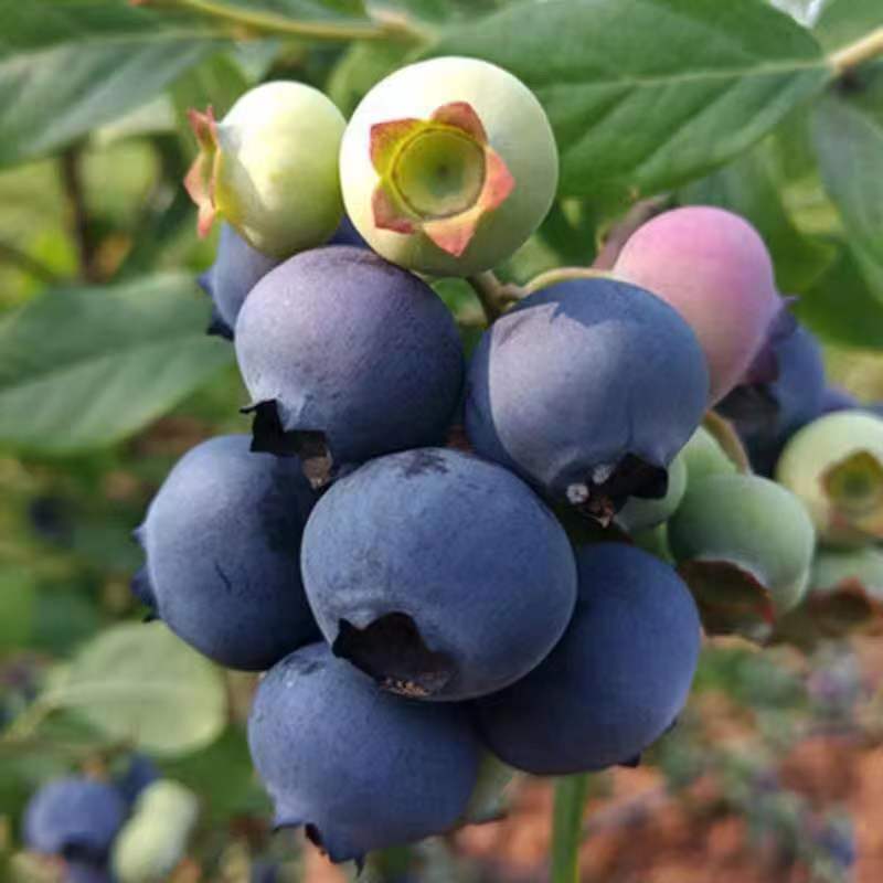 Big Fruit Blueberry saplings, Potted Plants, Fruit saplings, Balconies ...