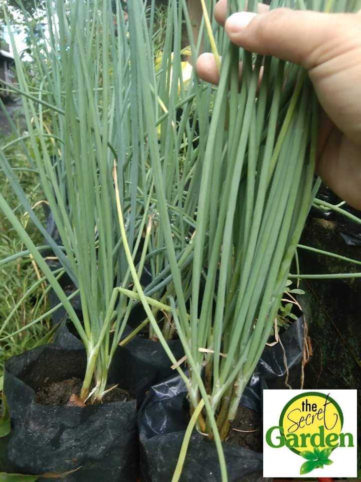 Buy 1 Take 1 SIBUYAS PLANT (Herbal Plant NOT Seeds) with FREE garden ...